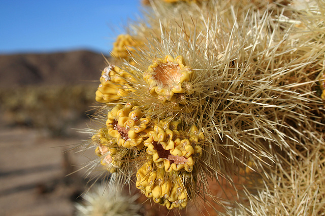 Cholla (2993)