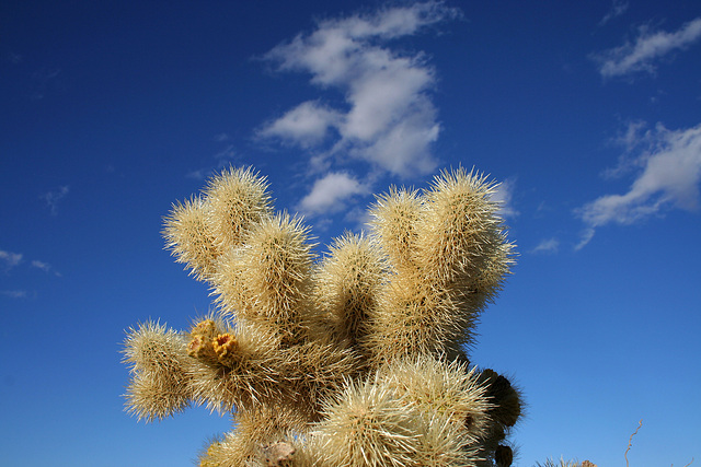 Cholla (2994)