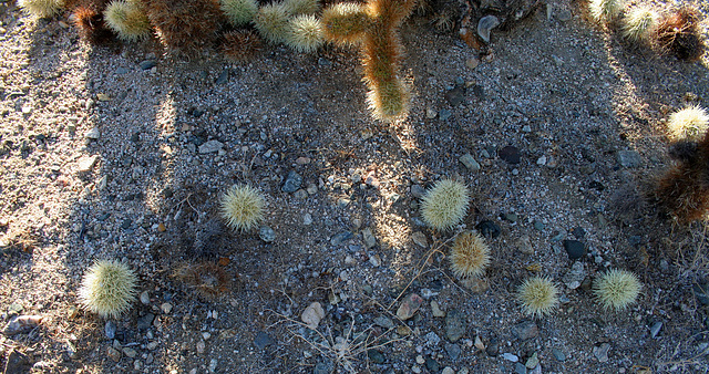 Cholla babies (2989)