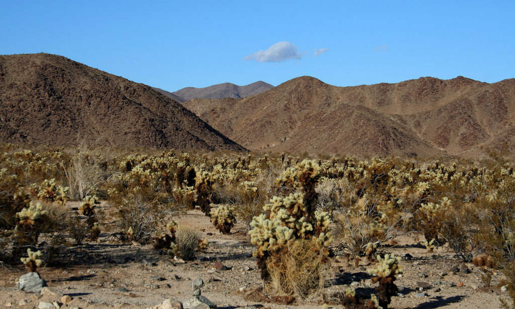 Cholla Gardens (2983)