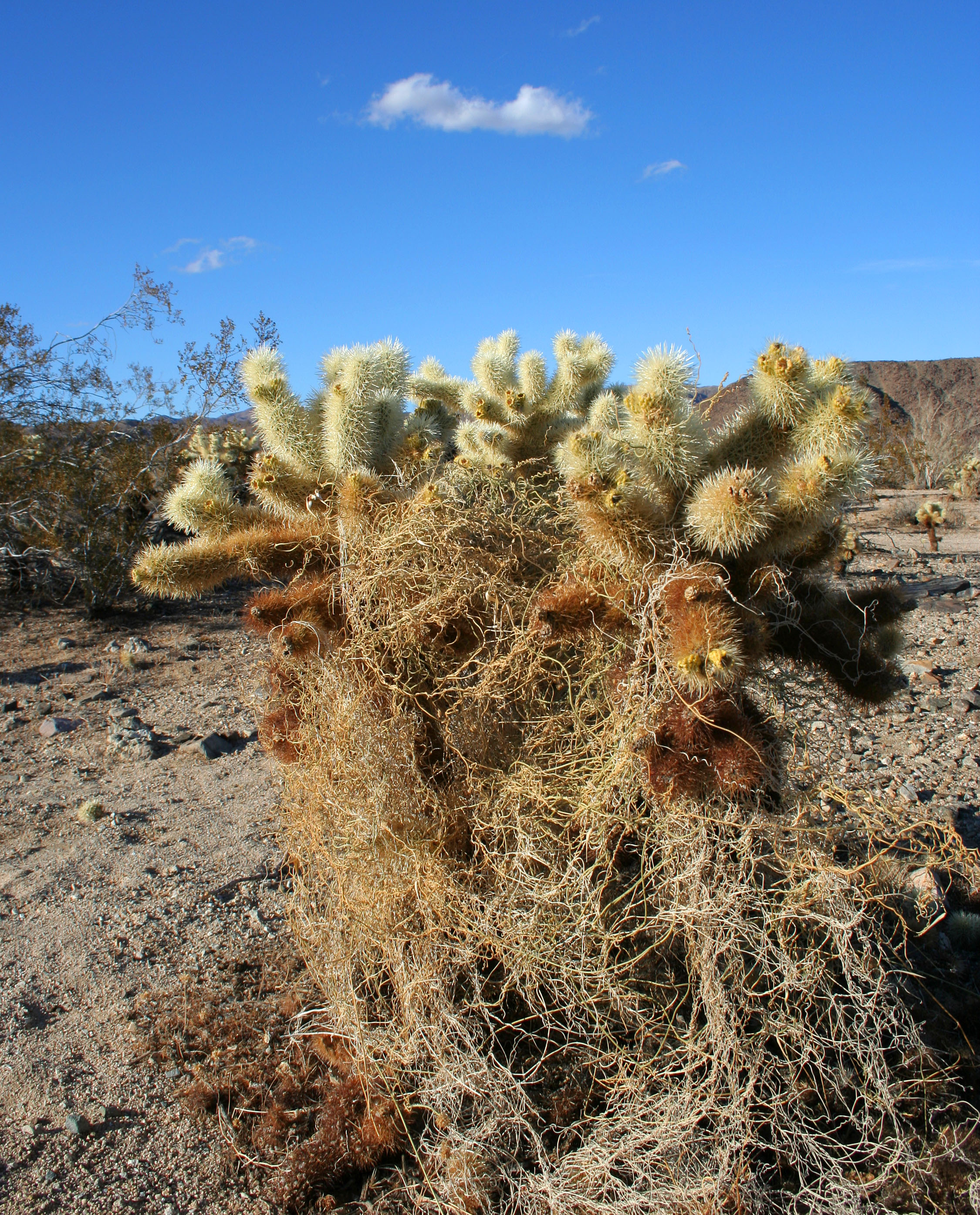 Cholla Gardens (2984) Cholla Gardens (2984)