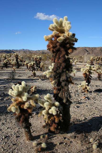 Cholla Gardens (2986)