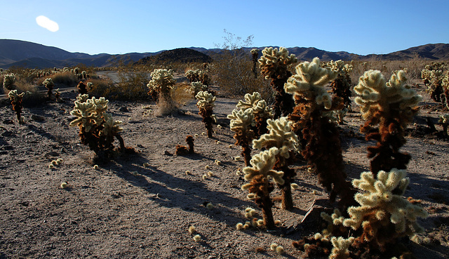 Cholla Gardens (2987)