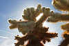 Cholla Gardens (2988)