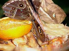 20050818 0100DSCw [NL] Bananenfalter (Caligo idomeneus), Blaue Morphofalter (Morpho peleides) [Himmelsfalter], Emmen