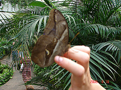 20050818 0106DSCw [NL] Bananenfalter (Caligo idomeneus), Schmetterlingshaus, Emmen