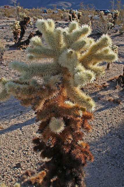 Cholla Gardens (2991)