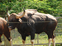 20060509 0283DSCw [D-MS] Gaur (Bos gaurus), Zoo, Münster