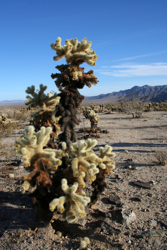 Cholla Gardens (2995)