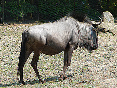 20060509 0280DSCw [D-MS] Streifengnu (Connochaetes taurinus), Zoo, Münster