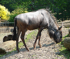 20060509 0281DSCw [D-MS] Streifengnu (Connochaetes taurinus), Zoo, Münster