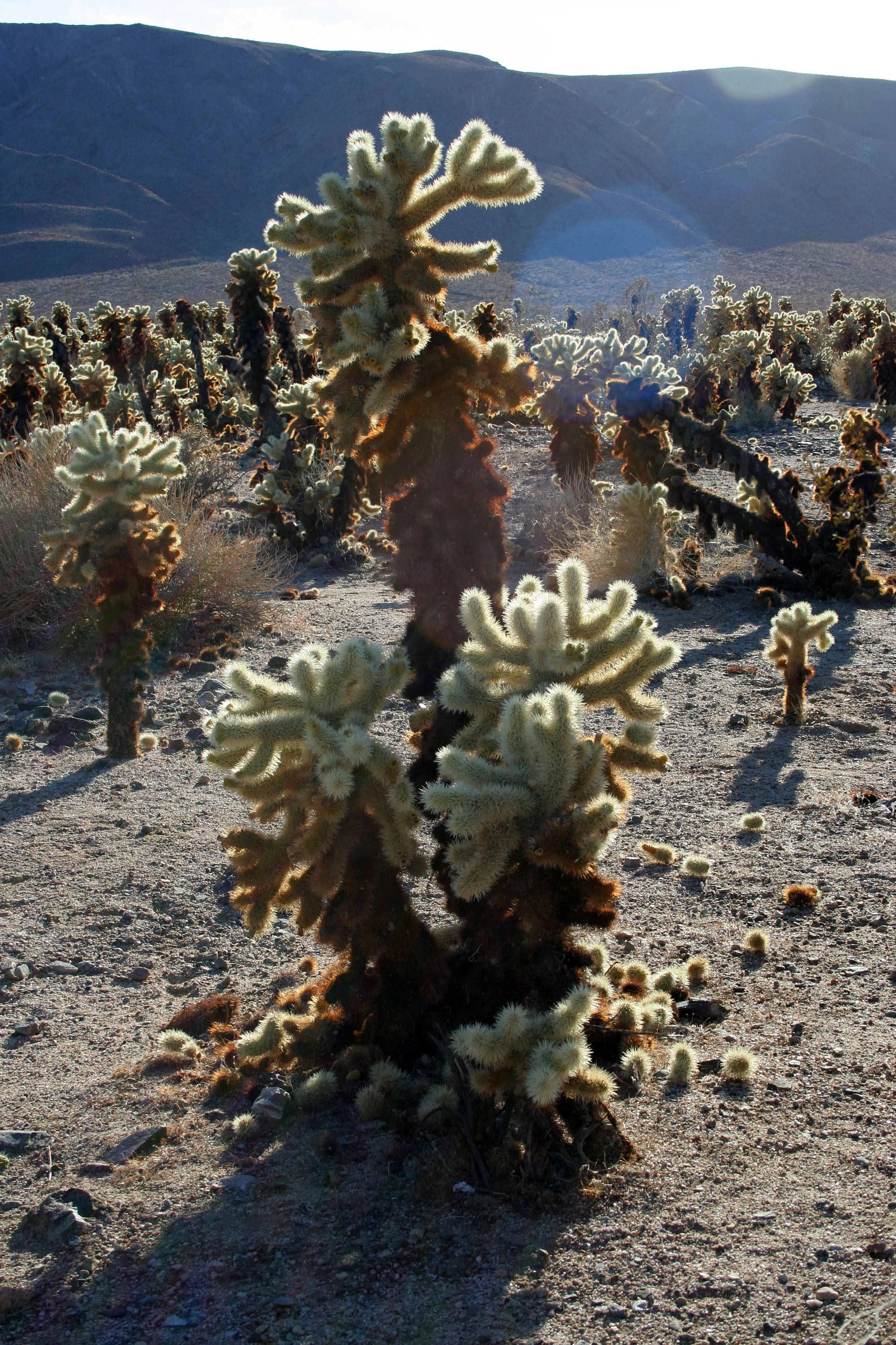 Cholla Gardens (2998)