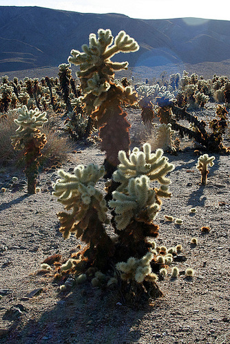 Cholla Gardens (2998)