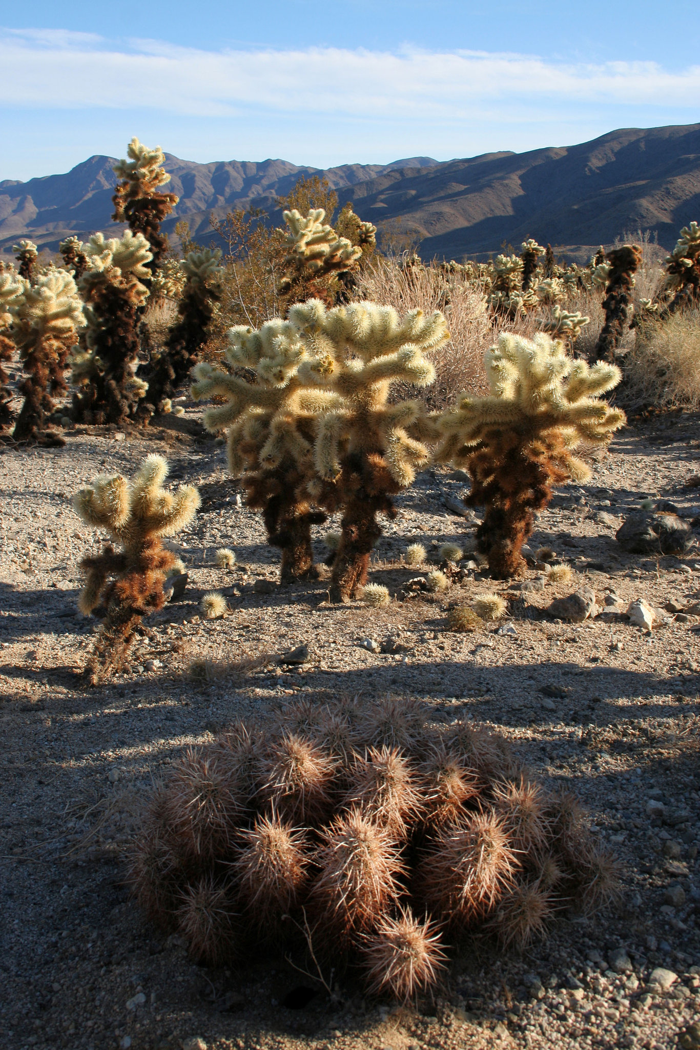 Cholla Gardens (2999)