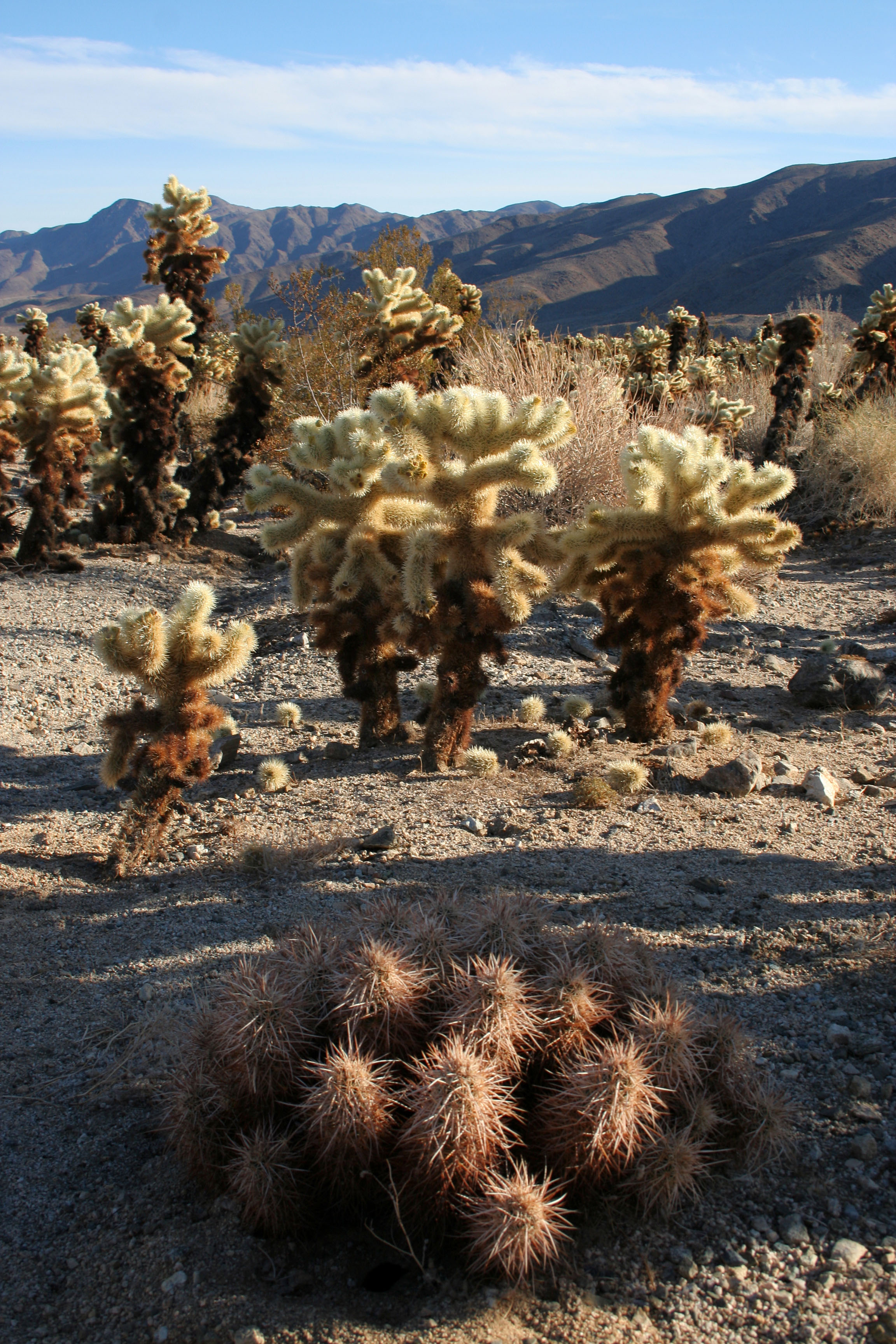 Cholla Gardens (2999)