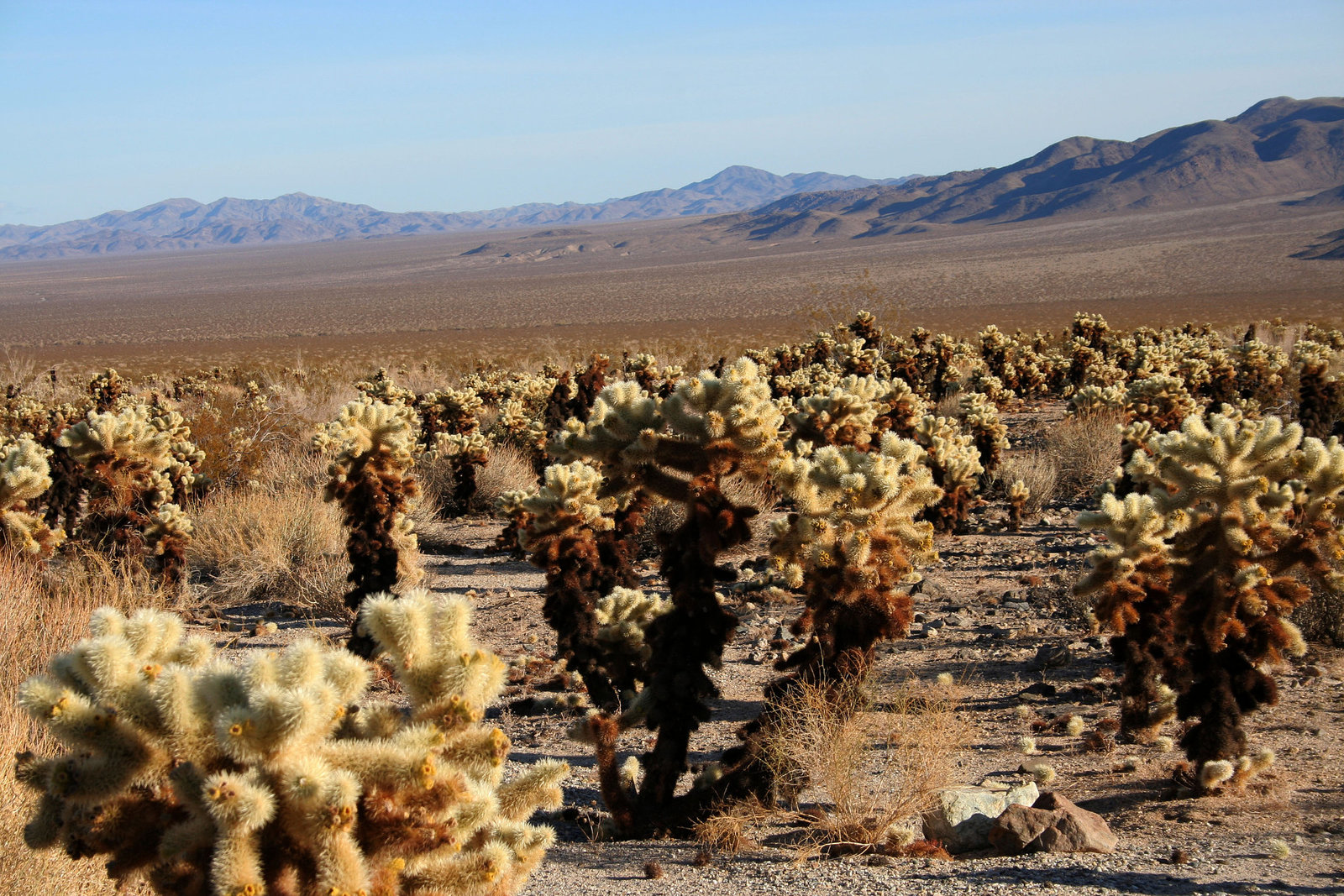 Cholla Gardens (3001)