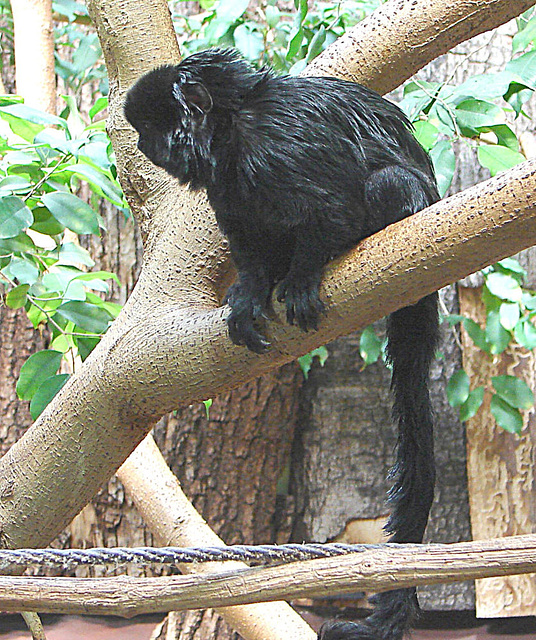 20060509 0297DSCw [D-MS] Goeldi-Tamarin (Callimico goeldii), Zoo, Münster