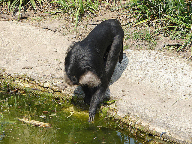 20060509 0304DSCw [D-MS] Bartaffe [Wanderu] (Macaca silenus), Zoo, Münster