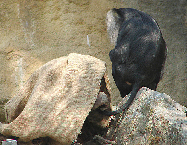 20060509 0307DSCw [D-MS9 Orang Utan (Pogo pygmaeus), Bartaffe [Wanderu] (Macaca silenus), Zoo, Münster