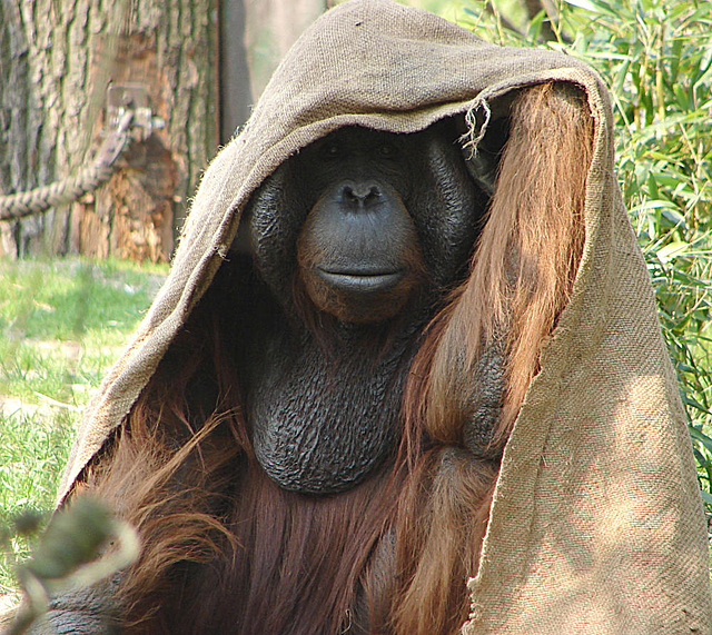 20060509 0312DSCw [D-MS] Orang Utan (Pongo pygmaeus), Zoo, Münster