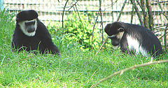 20060509 0287DSCw [D-MS] Mantelaffe (Colobus guereza), [Guerezas], Zoo, Münster