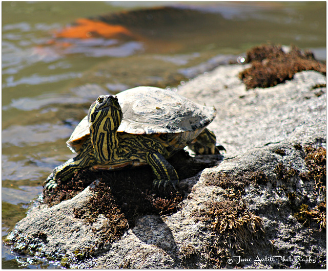 Western  Painted Turtle