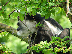 20060509 0288DSCw [D-MS] Mantelaffe (Colobus guereza), [Guerezas], Zoo, Münster