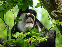 20060509 0289DSCw [D-MS] Mantelaffe (Colobus guereza), [Guerezas], Zoo, Münster