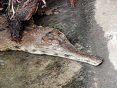 20050818 0003DSCw [NL] Panzerkrokodil (Mecistops cataphractus), Emmen