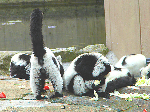 20060509 0292DSCw [D-MS] Vari (Varecia variegata), Zoo, Münster