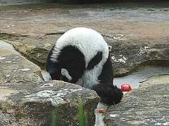 20060509 0293DSCw [D-MS] Vari (Varecia variegata), Zoo, Münster