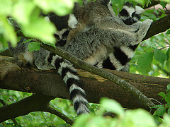 20060509 0296DSCw [D-MS] Katta (Lemur catta), Zoo, Münster