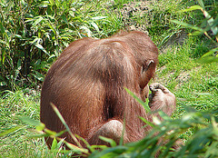 20060509 0302DSCw [D-MS] Orang Utan (Pongo pygmaeus), Zoo, Münster