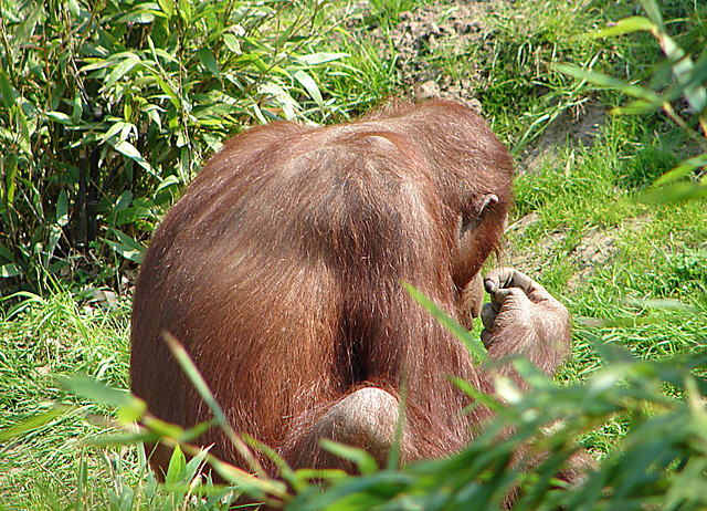 20060509 0302DSCw [D-MS] Orang Utan (Pongo pygmaeus), Zoo, Münster