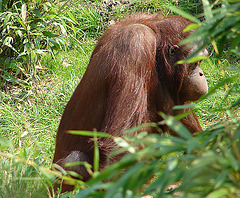 20060509 0303DSCw [D-MS] Orang Utan (Pongo pygmaeus), Zoo, Münster