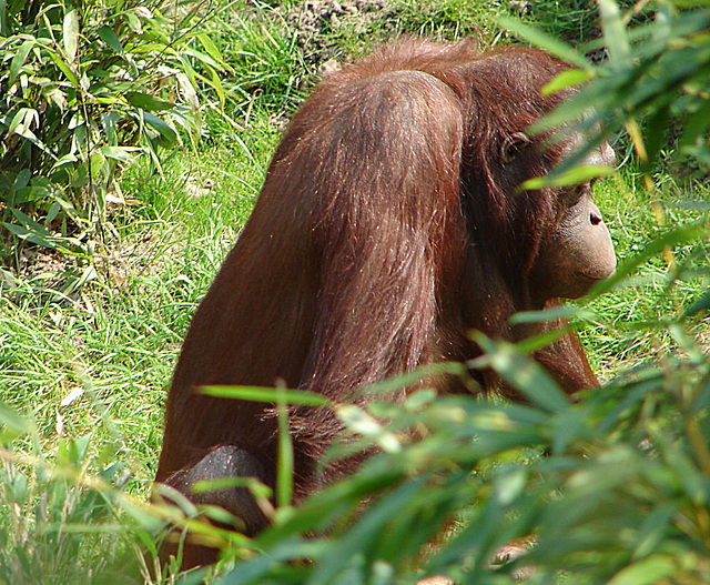 20060509 0303DSCw [D-MS] Orang Utan (Pongo pygmaeus), Zoo, Münster