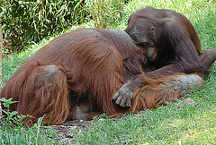 20060509 0305DSCw [D-MS] Orang Utan (Pongo pygmaeus), Zoo, Münster