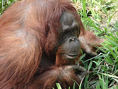 20060509 0309DSCw [D-MS] Orang Utan (Pongo pygmaeus), Zoo, Münster