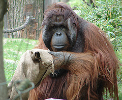 20060509 0310DSCw [D-MS] Orang Utan (Pongo pygmaeus), Zoo, Münster