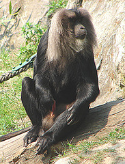 20060509 0311DSCw [D-MS] Bartaffe (Macaca silenus) [Wanderu], Zoo, Münster