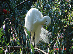 20050818 0013DSCw [NL] Silberreiher (Casmerodius albus), Emmen