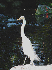 20050818 0014DSCw [NL] Silberreiher (Casmerodius albus), Emmen