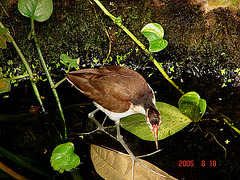 20050818 0024DSCw [NL] Blaustirn-Blatthühnchen (Actophilornis africanus), Dierepark, Emmen