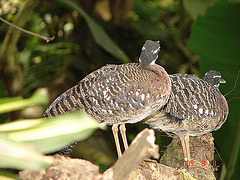 20050818 0027DSCw [NL] Thermometerhuhn (Leipoa ocellata), Zoo Emmen