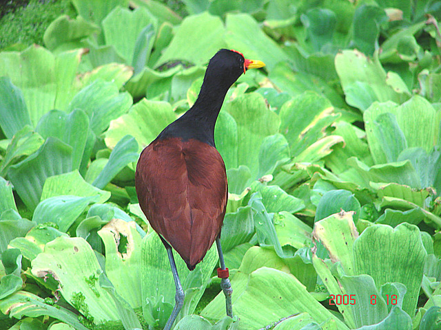 20050818 0031DSCw [NL] Jassana [Blatthühnchen] (Jacana jacana), Emmen