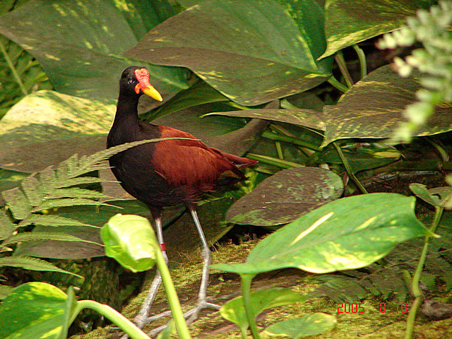 20050818 032aw Jassana [Blatthühnchen] (Jacana jacana)