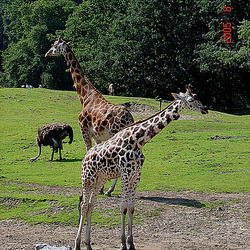 20050818 0050DSCw [NL] Netzgiraffe (Giraffa camelopardalis reticulata), Strauß (Struthio camelus), Emmen