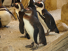 20060509 0300DSCw [D-MS] Humboldtpinguin (Spheniscus humbildti), Zoo, Münster