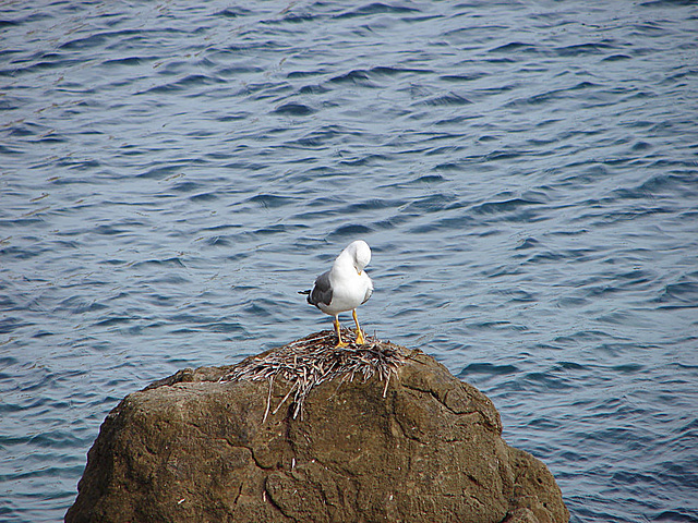 20061029 0798DSCw [F] Ringschnabelmöwe, Antibes