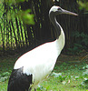 20060509 0316DSCw [D-MS] Mandschurenkranich (Grus japonensis), Zoo, Münster